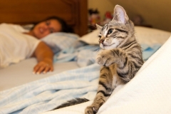 Katze Fotograf